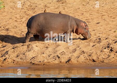 Un hippopotame (Hippopotamus amphibius) marchant sur terre, Parc national Kruger, Afrique du Sud Banque D'Images