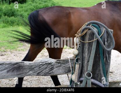Bolas avec cheval dans le fond de la ferme Banque D'Images