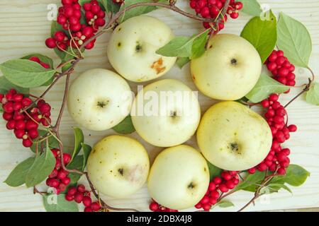 Schisandra et blanc les pommes. La vie toujours avec des grappes de schizandra mûres et les pommes blanches. Avec la récolte des plantes Schisandra chinensis rouge mûre avec frui Banque D'Images