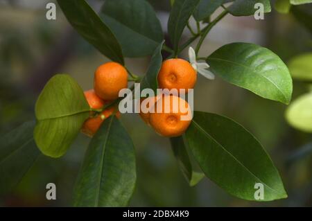 Calamansi, également connu sous le nom de calamondine ou lime philippine Banque D'Images