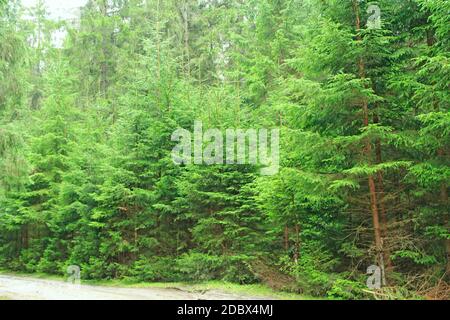 La forêt verte sauvage avec des sapins dans la taïga. Forêt dense. Bois de conifères Banque D'Images