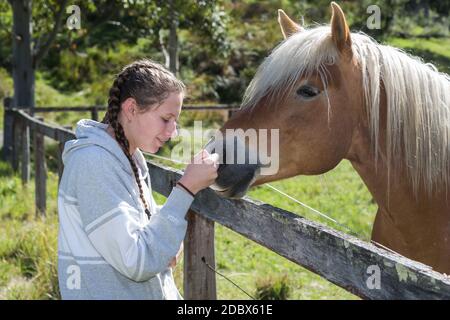 Vacances en famille à Fernances Creek Farmstay, Laguna, région Hunter de NSW, Australie.adolescente avec un pacage de Haflinger de race pure. Banque D'Images