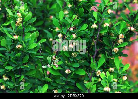 Belles petites fleurs sur les jeunes branches vertes du Bush de la barberge japonaise. Berberis Thunbergii fleurit dans le jardin de printemps. Mise au point sélective. Banque D'Images