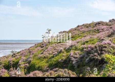 Falaises blanches Banque D'Images