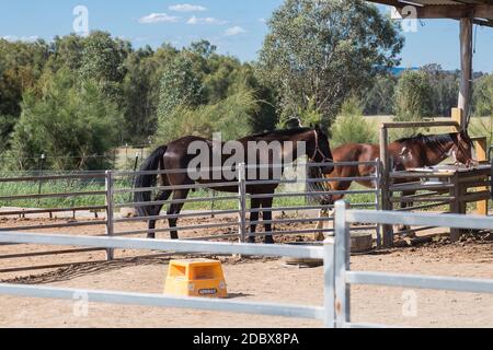 Vacances en famille, Hunter Valley, Nouvelle-Galles du Sud, Australie. Mère et fille adolescente de Hunter Valley Horses, Pokolbin, Nouvelle-Galles du Sud, Australie. Banque D'Images