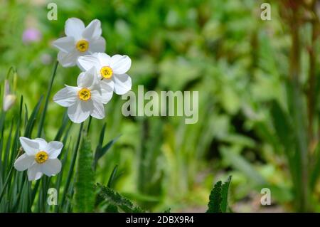 Narcissus poeticus fleurit sur fond vert avec espace de copie Banque D'Images