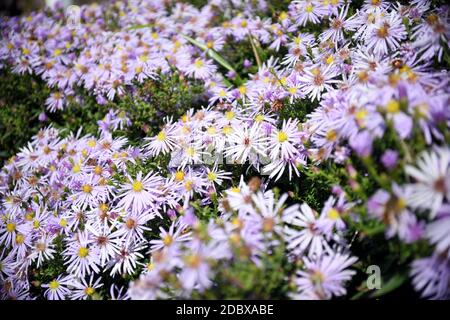 Foyer sélectif de la fleur d'automne Aster alpinus (pâquerette alpine bleue) sous la lumière du soleil. Extrême-Orient russe Banque D'Images