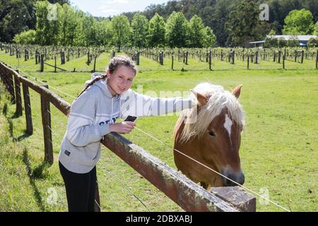 Vacances en famille à Fernances Creek Farmstay, Laguna, région Hunter de NSW, Australie.adolescente avec un pacage de Haflinger de race pure. Banque D'Images