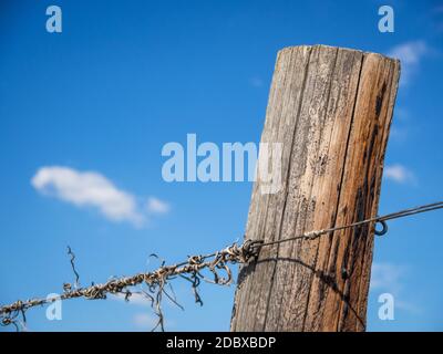 Support en bois avec fil dans un vignoble du Burgenland Banque D'Images