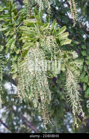 redwood de l'Aube nationale (Metasequoia glyptostroboides 'National'). Banque D'Images