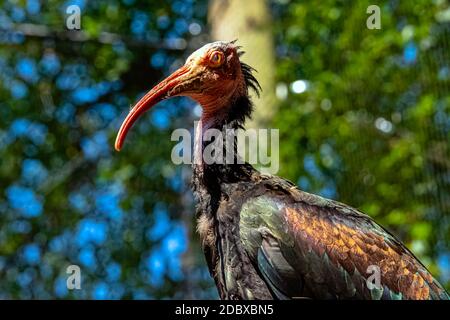 Geronticus eremita connu sous le nom de waldrapp, ermit ou Nord bald ibis Banque D'Images