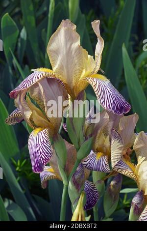 Doux panaché Iris (Iris variegata). Appelé aussi Iris hongrois. Banque D'Images