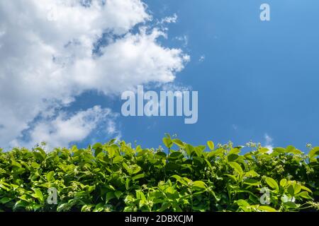 Haies contre le ciel. Géen herbe, haie et ciel incroyable. Espace-copie. Banque D'Images