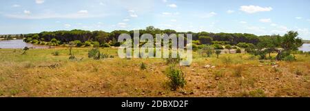 La haute résolution du Tsavo East National Park panorama avec buissons bas en premier plan et de palmiers doum rivière Galana derrière dans le dos. Kenya Banque D'Images