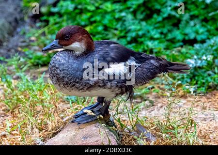 Mergellus albellus connu sous le nom de smew - femelle dans le plumage foncé Banque D'Images