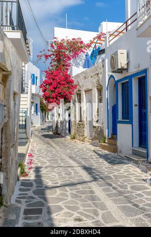 Allée cycladitique traditionnelle avec rue étroite, maisons blanchies à la chaux et bougainvilliers fleuris à parikia, île de Paros, Grèce. Banque D'Images