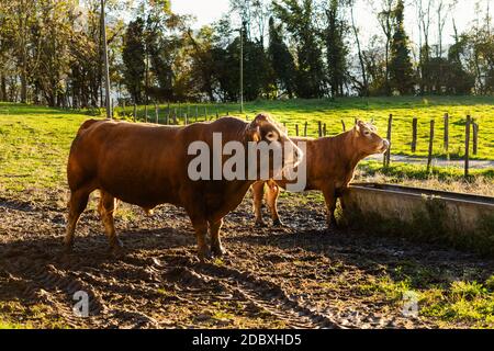 Profil de taureau brun et de vache sur un pré boueux au coucher du soleil avec trou d'eau et forêt au loin. Altin, Feltre, Belluno, Italie Banque D'Images