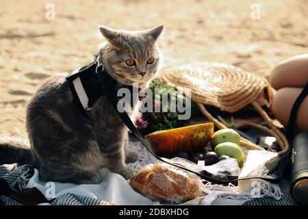 Cette photo montre un chat surprise écossais gris droit avec une laisse sur la plage par une journée ensoleillée Banque D'Images