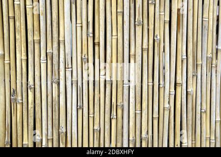 Clôture de bambou dans un jardin japonais Banque D'Images