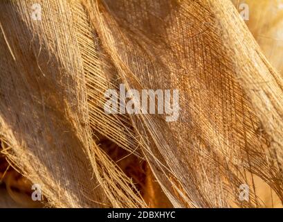 gros plan plein format montrant des tissus végétaux fissurés Banque D'Images