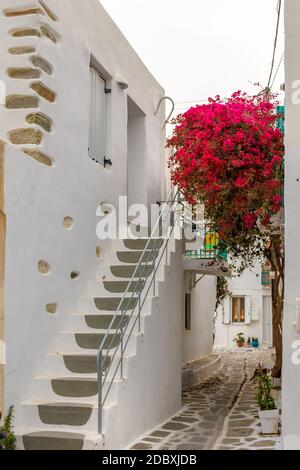 Allée cycladitique traditionnelle avec rue étroite, maisons blanchies à la chaux et bougainvilliers fleuris à parikia, île de Paros, Grèce. Banque D'Images