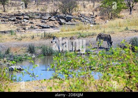 Zèbres buvant au trou d'eau du parc national Kruger Banque D'Images