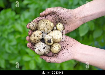 Pommes de terre de semence plantées à la maison maintenues dans une paire de jeunes mains devant les feuilles vertes vibrantes des plants de pommes de terre. Vue de dessus. Banque D'Images