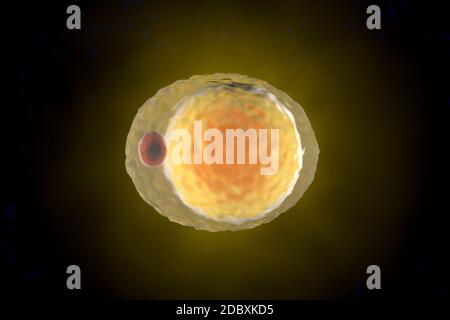 Illustration 3D d'une cellule de graisse sur fond noir. Banque D'Images