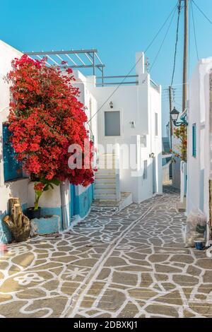 Allée cycladitique traditionnelle avec une rue étroite, des maisons blanchies à la chaux et un bougainvilliers en fleur sur l'île de Marpissa Paros, Grèce. Banque D'Images