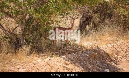 Gerenuk - girafe (Litocranius walleri) gazelle debout dans l'ombre des arbres. Tsavo East National Park, Kenya Banque D'Images