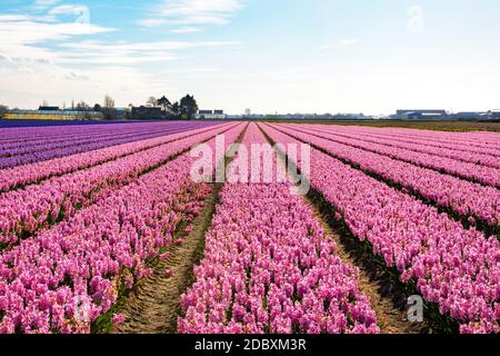 Un champ de jacinthes près de la ville de Lisse, aux pays-Bas Banque D'Images