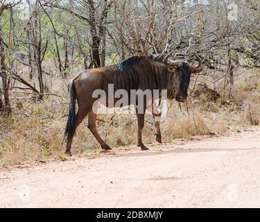 Le plus sauvage des bleus dans le parc national Kruger en Afrique du Sud. Le flétrissure bleu (Connochaetes taurinus) est un antilope appartenant au genre wildebeest. Banque D'Images