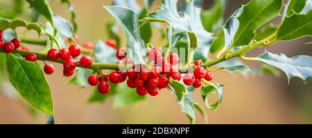 Bannière avec branche de houx fraîche avec baies rouges dans un cadre naturel à l'extérieur. Banque D'Images