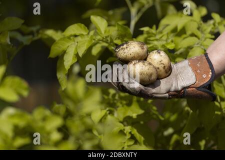 Pommes de terre de semence plantées à la maison maintenues dans un jardin main gantée devant les feuilles jaunes vibrantes des plants de pommes de terre. Vue latérale Banque D'Images