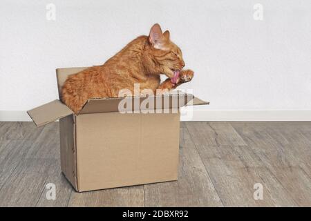 Chat de gingembre assis dans une boîte en carton et se lavant lui-même. Banque D'Images