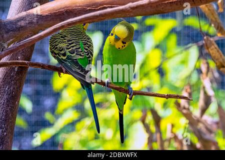 Melopsittacus undulatus connu sous le nom de bourgegerigar, de budgie ou de parakeet Banque D'Images