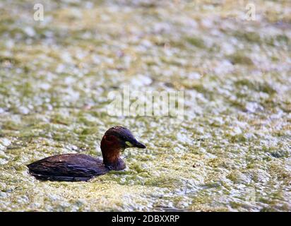 Plongeur nain flottant Tachybaptus ruficollis Banque D'Images