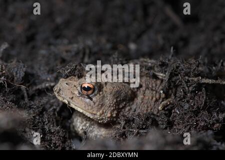 1 - l'oeil orange vif se distingue comme ce visage de crapauds peeks dehors de sous le compost le crapaud se cache dans. Copier l'espace au-dessus dans la partie supérieure du cadre Banque D'Images