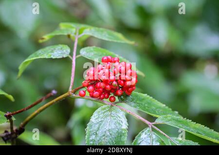 Prise de petits fruits rouges sur un arbuste ou un buisson. Banque D'Images