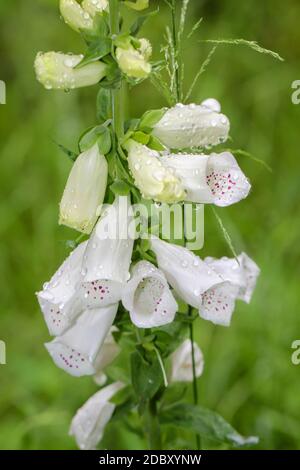 Photo de cartouches, de cartouches dans la forêt. Foxglove est toxique et vient dans différentes couleurs. Banque D'Images