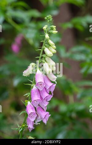 Photo de cartouches, de cartouches dans la forêt. Foxglove est toxique et vient dans différentes couleurs. Banque D'Images