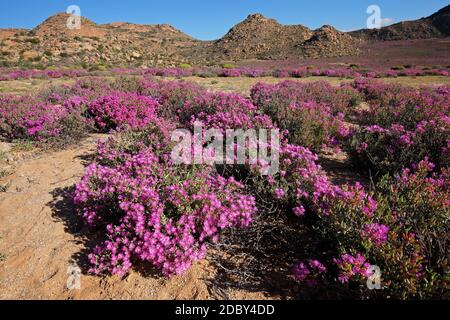 Fleurs sauvages aux couleurs vives dans le paysage aride de Namaqualand, Cap Nord, Afrique du Sud Banque D'Images