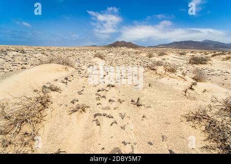 Étendues de sable désertes de la péninsule de Jandia. Fuerteventura. Îles Canaries. Espagne. Banque D'Images