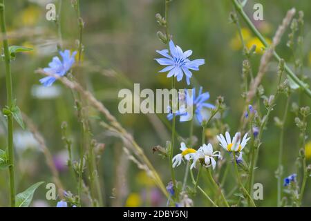 7 - image multicolore de nombreuses fleurs de prairie. Gros plan perspective, la fleur de chicorée bleue est le foyer. Les daises sont trop présentes devant un fond vert Banque D'Images