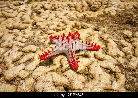 Red-Afrique Starfish (Protoreaster linckii bulbés) sur les coraux jaunes durant la marée basse. Malindi, Kenya Banque D'Images