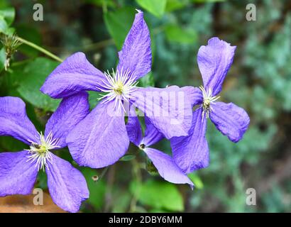 Clematis viticella aux fleurs violettes dans le jardin Banque D'Images