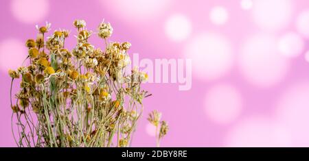 fleurs sauvages séchées herbier camomile sur fond de bokeh. Photo de haute qualité Banque D'Images