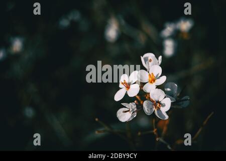 Gros plan d'un bouquet de fleurs blanches d'arabis alpina sur un arrière-plan non focalisé Banque D'Images