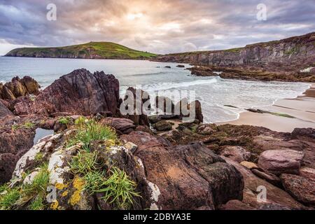 Petite plage de sable cachée entre les falaises avec vue sur la baie de Dingle et le phare. Coucher de soleil spectaculaire sur la péninsule de Dingle, Co. Kerry, Irlande Banque D'Images