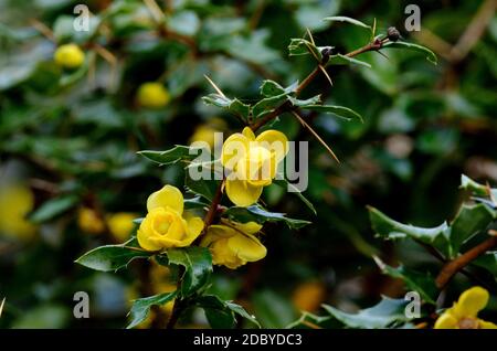 Berberis, mûre à fleurs avec feuilles d'épinie toxiques Banque D'Images